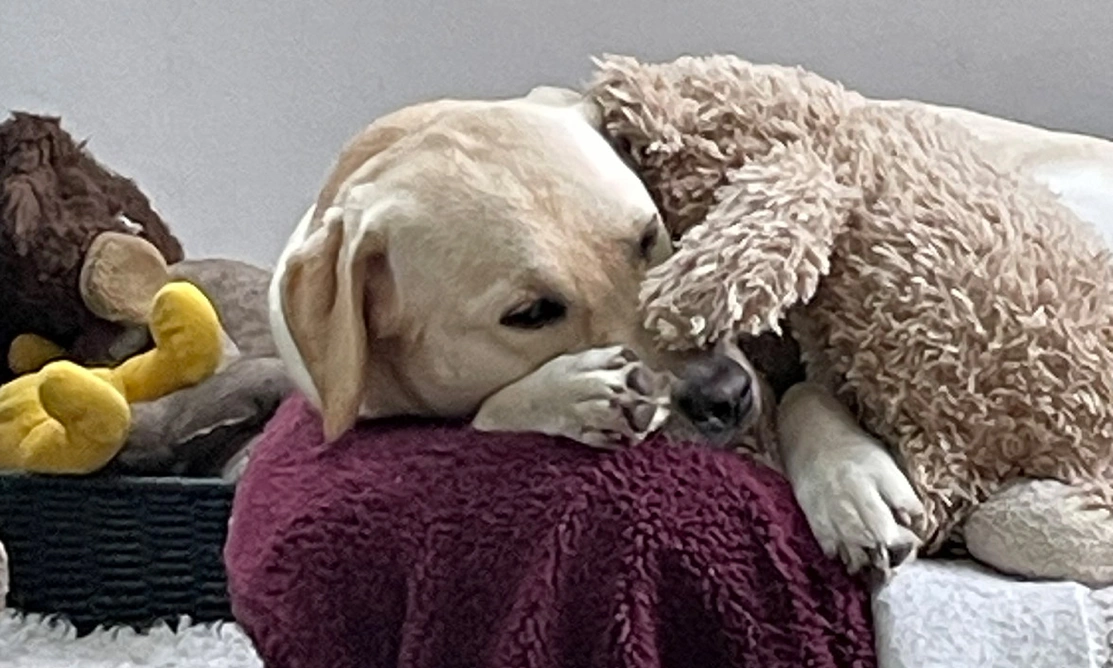 Yellow Labrador sleeping with teddy