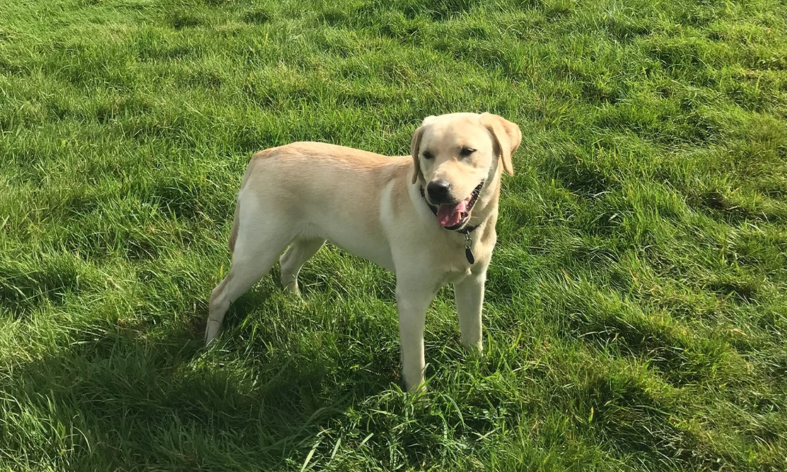 Yellow Labrador standing in grassy field
