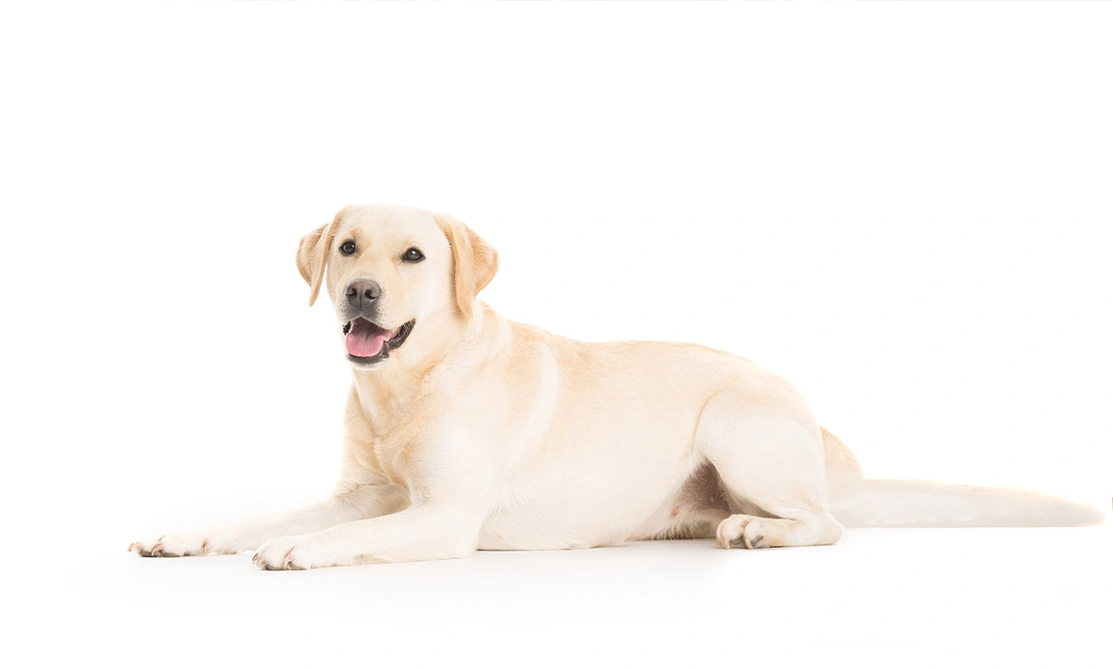 Yellow Labrador laying on floor against white background