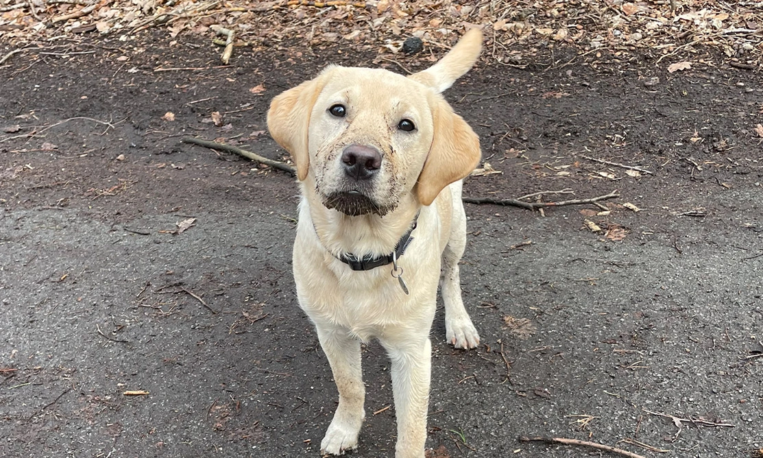 Yellow Labrador standing on woodland path with a muddy face