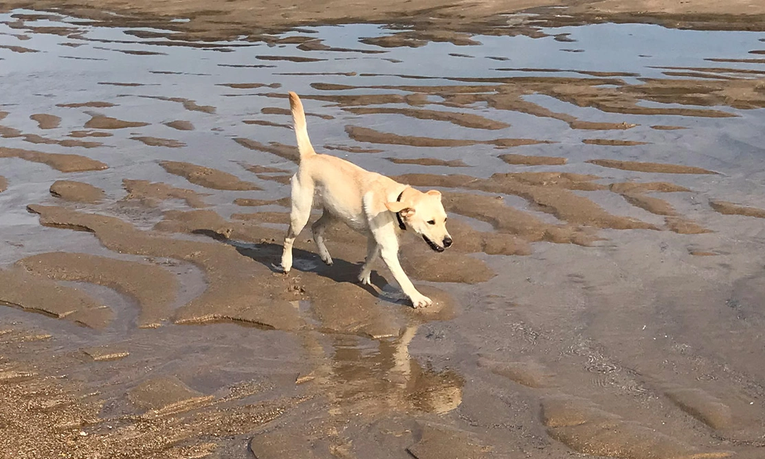Yellow Labrador running on sandy beach