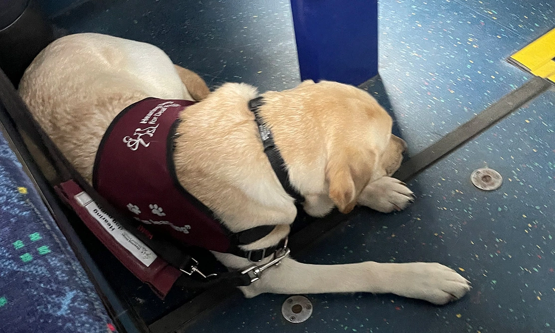 Yellow Labrador wearing Hearing Dogs training jacket settling on bus