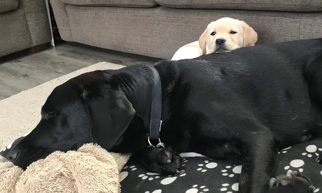 Yellow Labrador puppy sleeping on large black Labrador