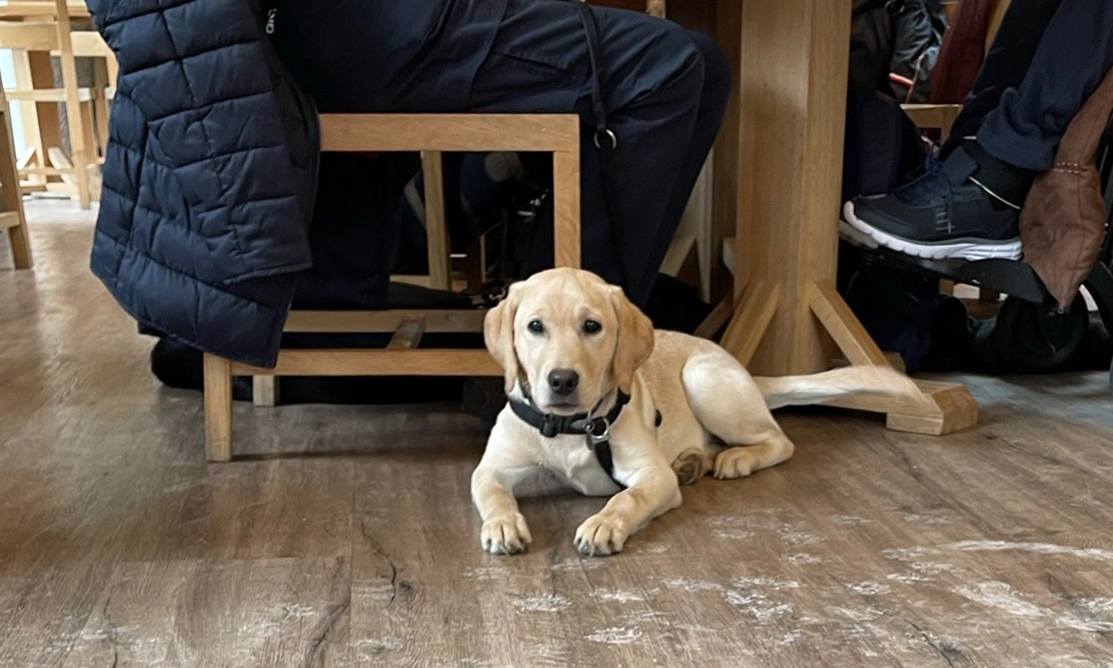 Yellow Labrador settling on wooden floor in restaurant