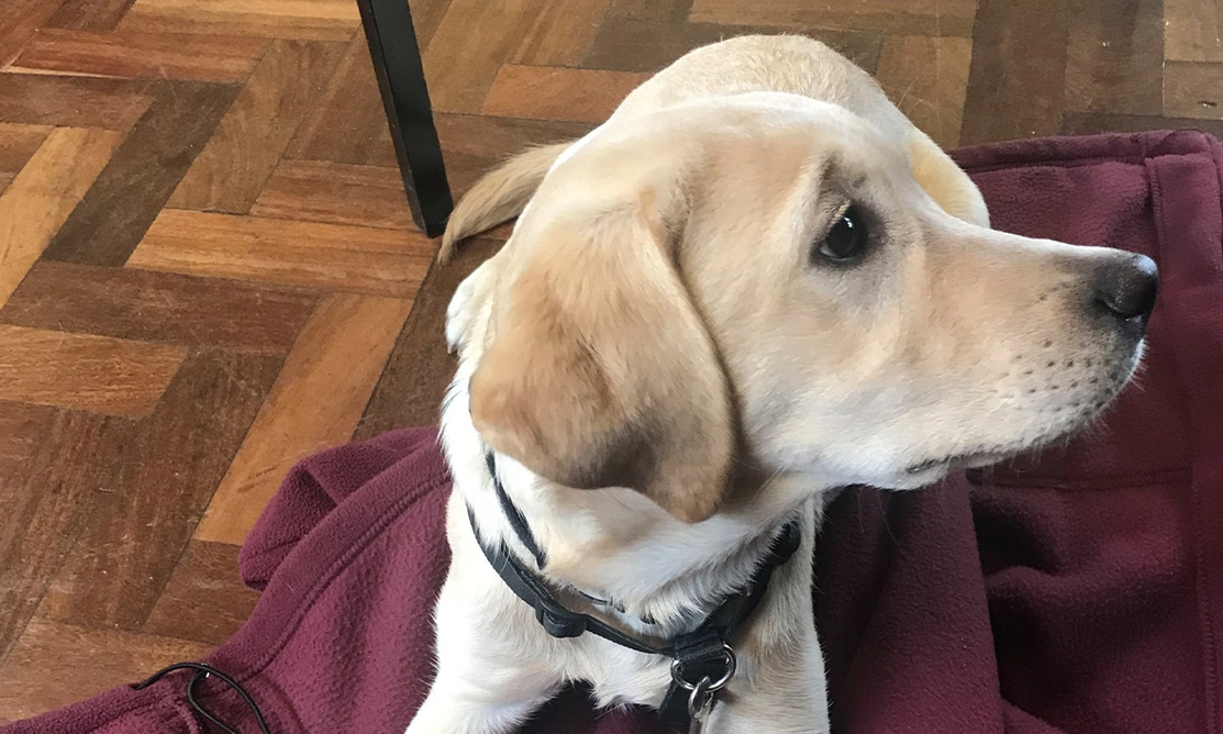 Yellow Labrador settling on mat