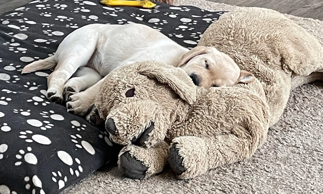 Yellow Labrador sleeping on large cuddly toy