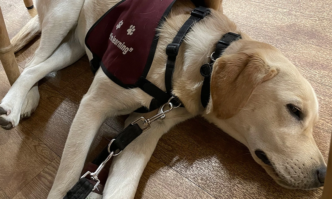 Yellow Labrador sleeping on wooden floor, wearing a Hearing Dogs training jacket