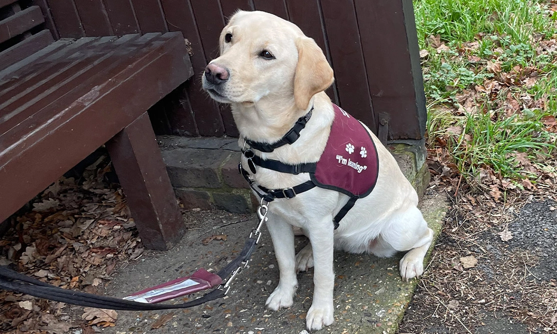 Yellow Labrador wearing Hearing Dogs training jacket sitting at a bus stop