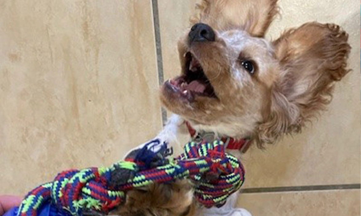 Orange roan spaniel laying on back
