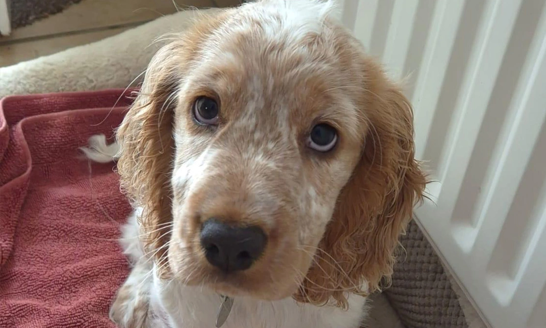 Orange roan spaniel puppy sitting on bed