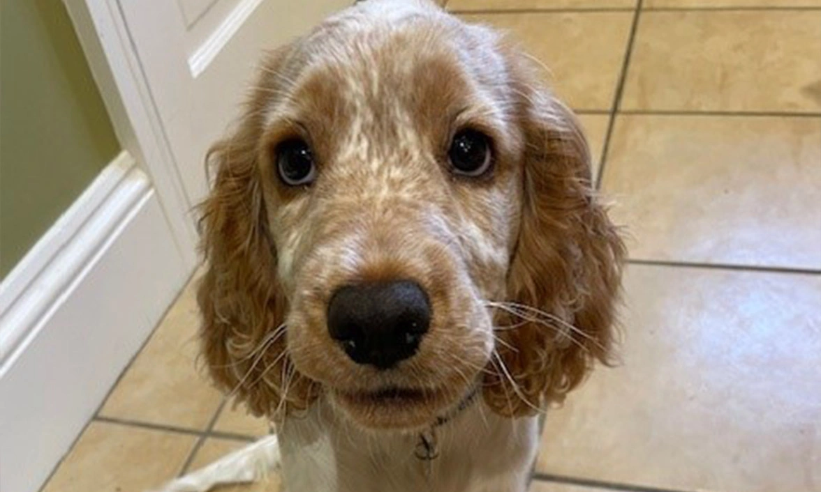 Orange roan spaniel puppy siting on kitchen