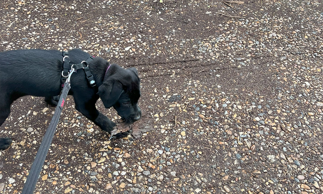 Black Labrador puppy walking on lead in woods