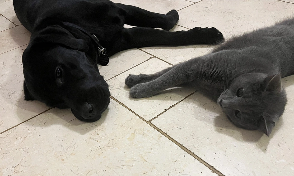 Black Labrador and grey cat lying on floor