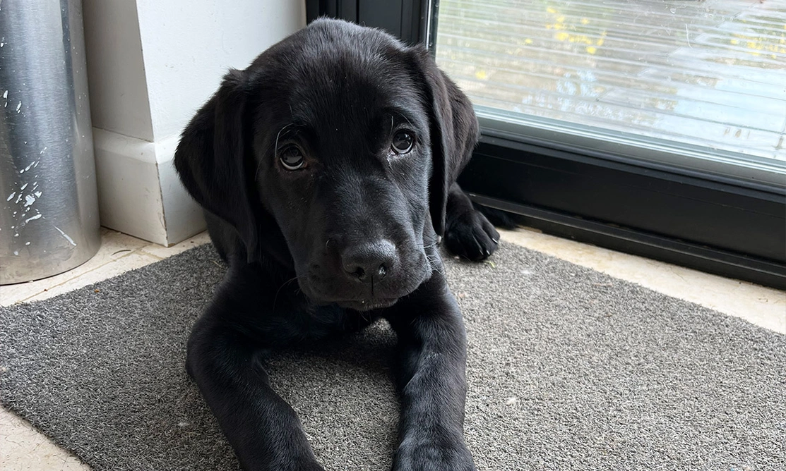 Black Labrador puppy laying down on mat