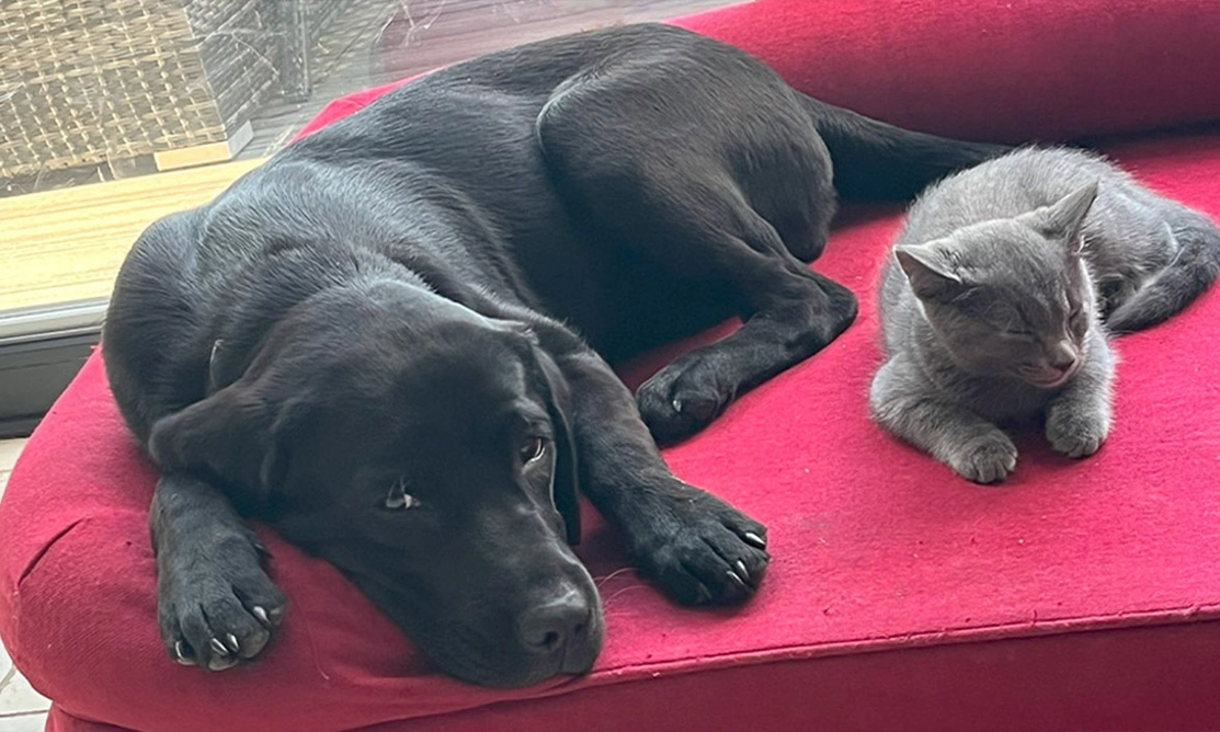 Black Labrador laying next to grey cat on bed