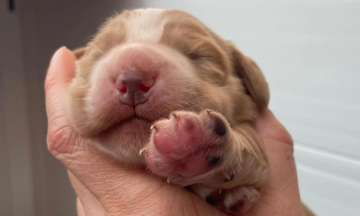 Close up of a very young spaniel with eyes still closed held in a hand