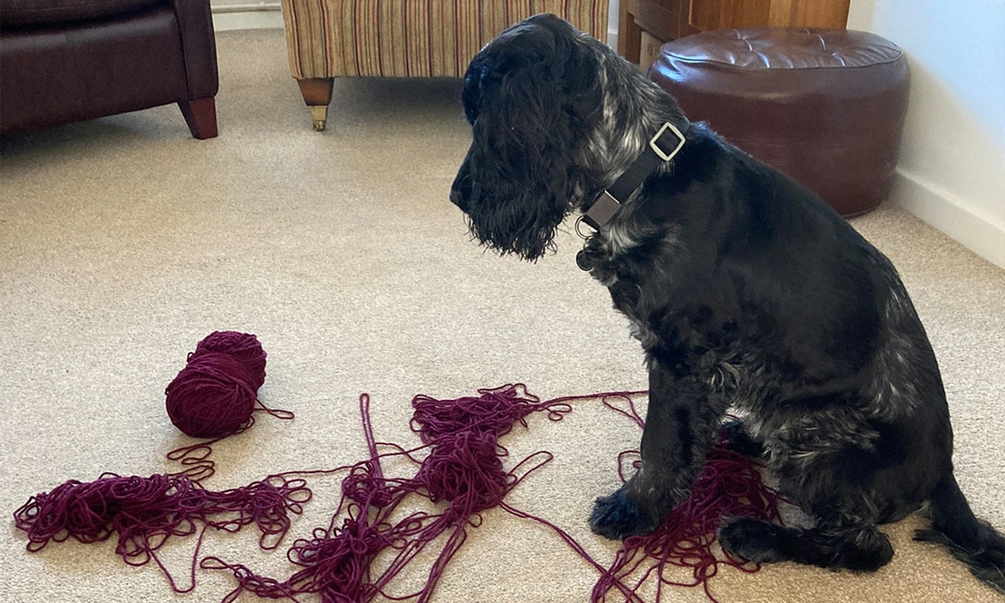 Blue roan spaniel looking down at unravelled knitting wool on the carpet