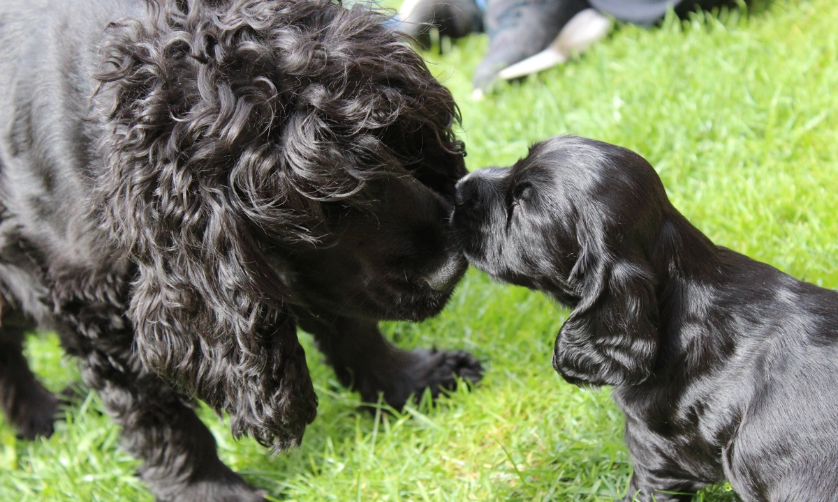 Black spaniel mum nuzzling spaniel puppy