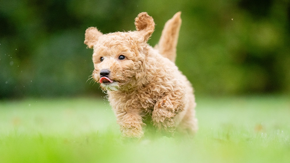 Apricot poodle puppy running on the grass with ears flapping in the wind