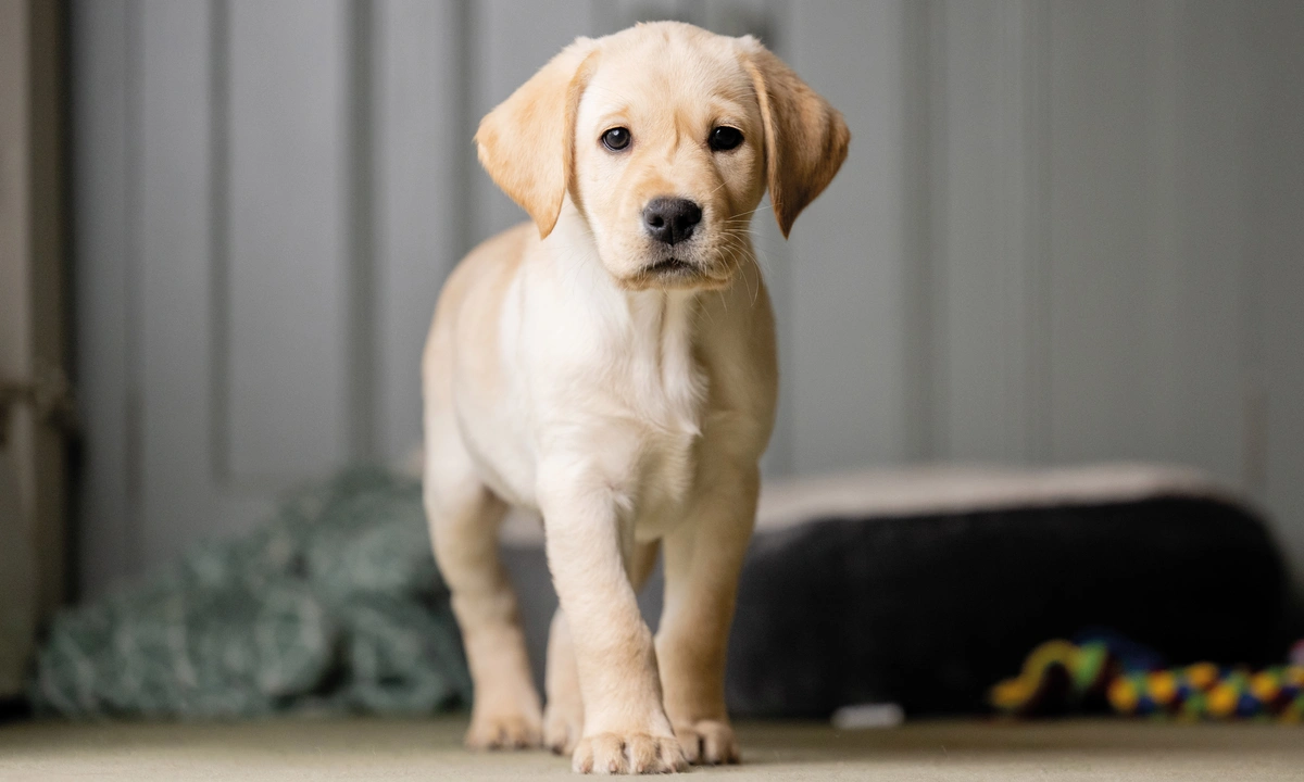 Indoor Labrador Retriever puppy near dog bed and colourful toys, facing camera against gray paneled wall.