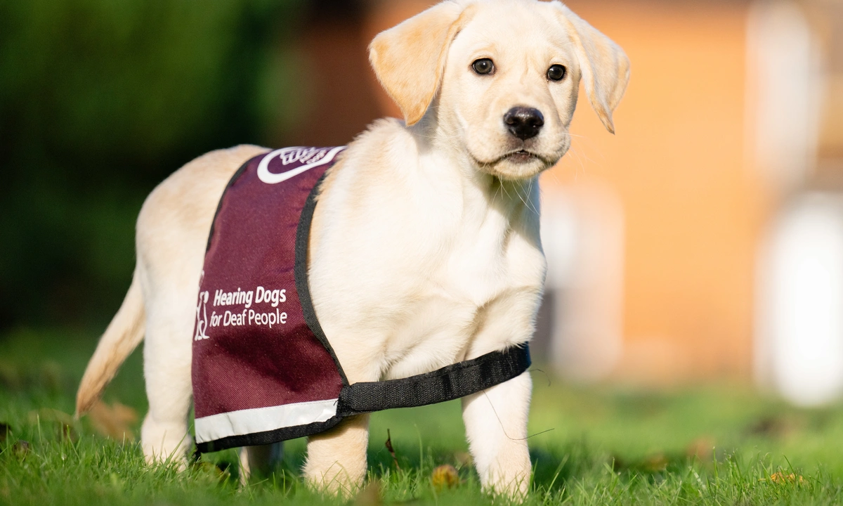 Labrador puppy wearing a burgundy 'Hearing Dogs for Deaf People' vest, standing on grass with a blurred background.