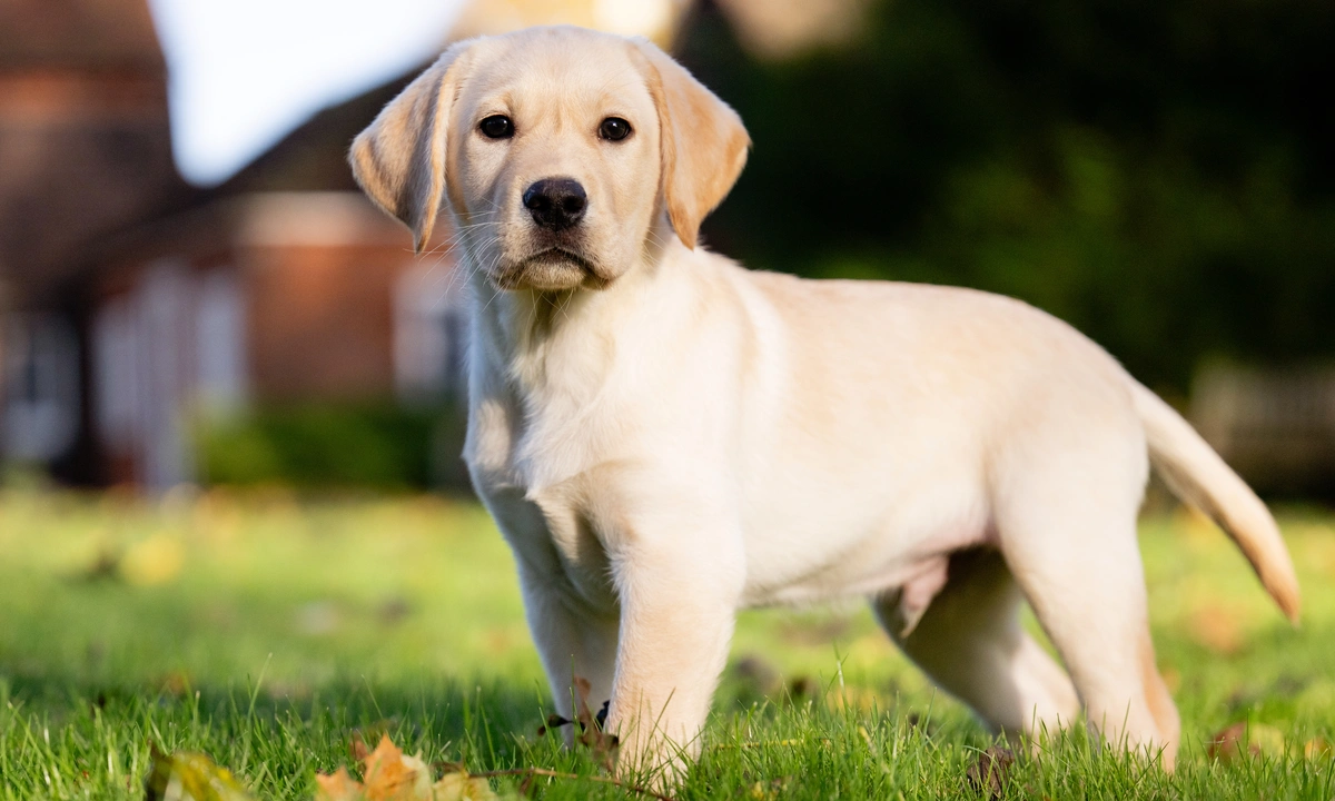 Labrador puppy standing on grass with fallen leaves, in a garden with a house and trees in the background.