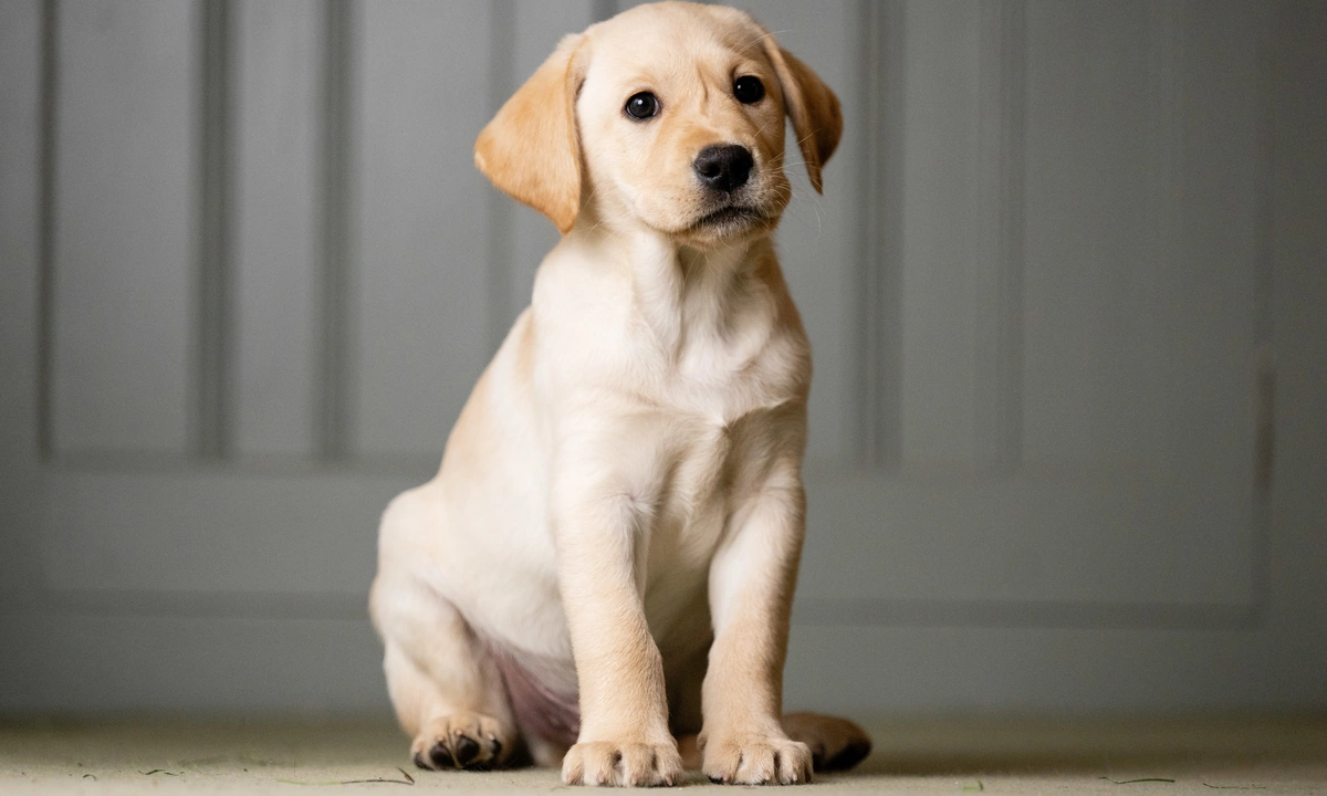 Labrador puppy sitting on the floor in front of a grey panelling, looking slightly off to the side