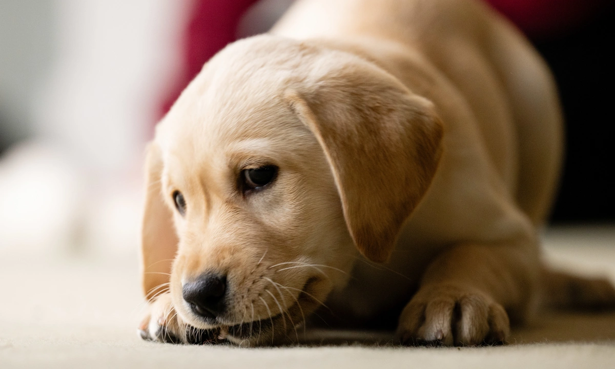 A Labrador puppy is crouched down with its nose to the ground in a playful pose.