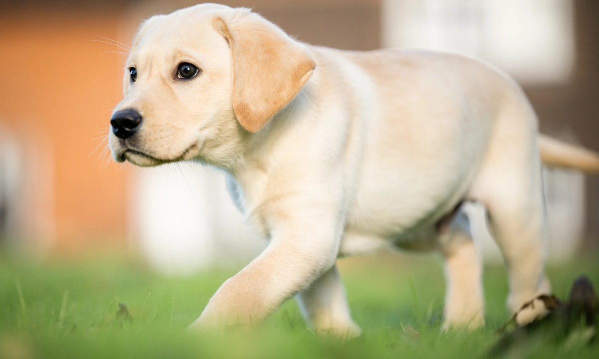 Labrador puppy walking on grass with one paw raised. He looks curious about something ahead of him.