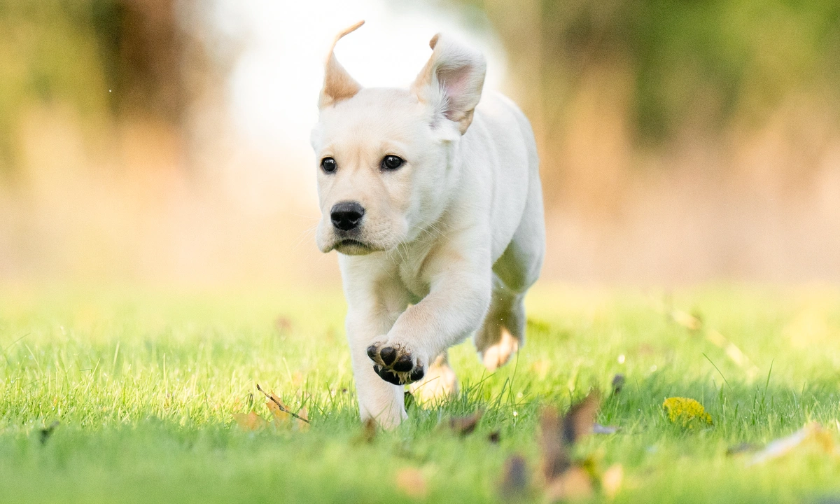 Labrador puppy running on a grassy field with one paw raised mid run and ears flapping, leaves scattered on the grass and background blurred.