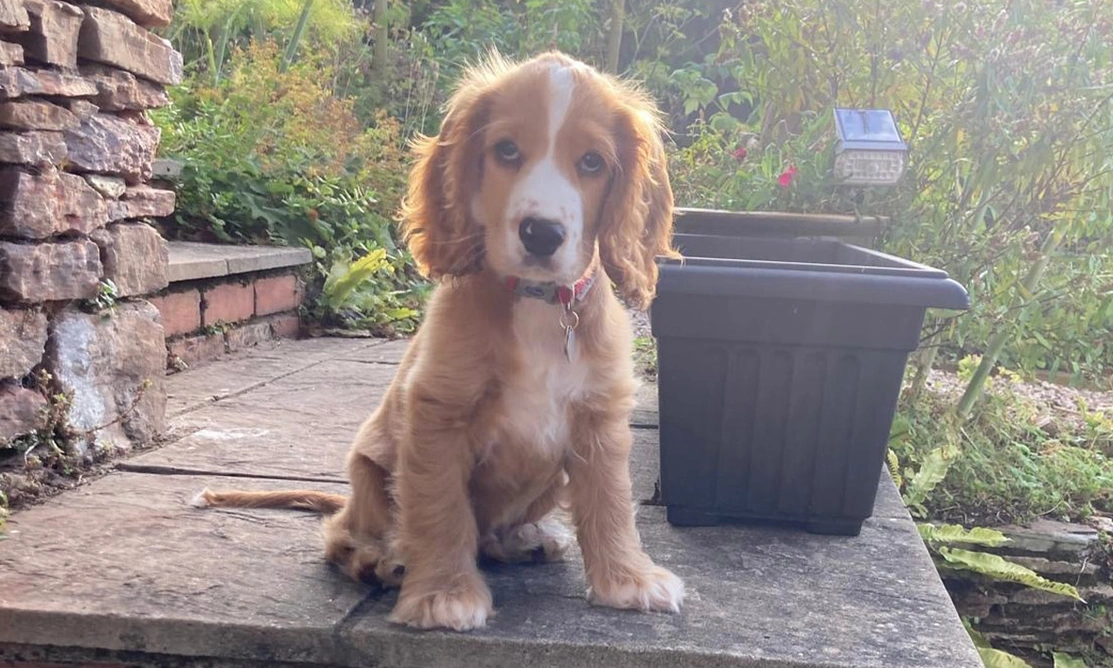 Oran roan spaniel sitting on step