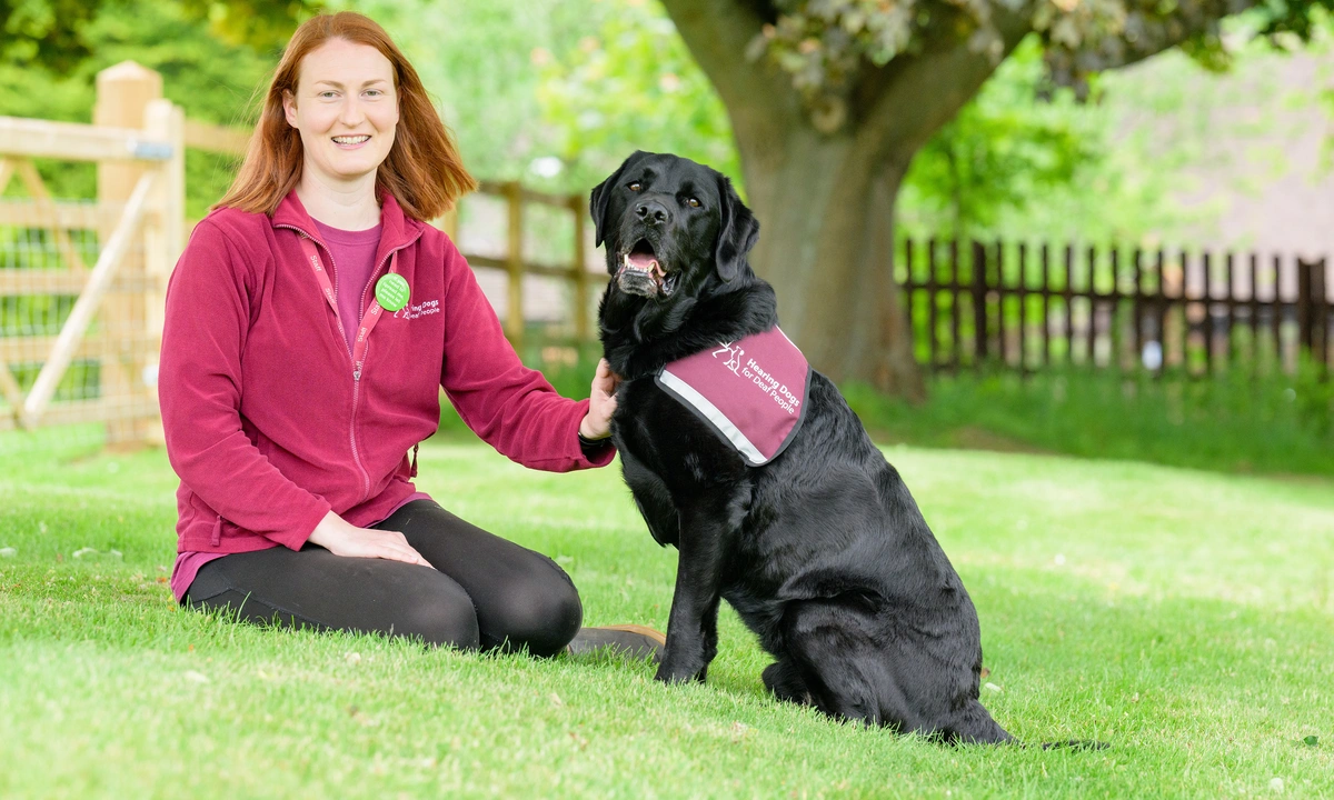 A hearing dogs member of staff sat outside with a black labrador in a hearing dogs jacket