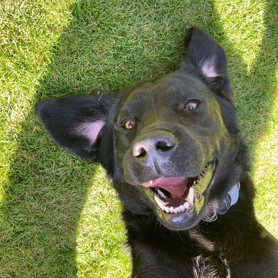 Black Labrador laying on back on grass looking happy
