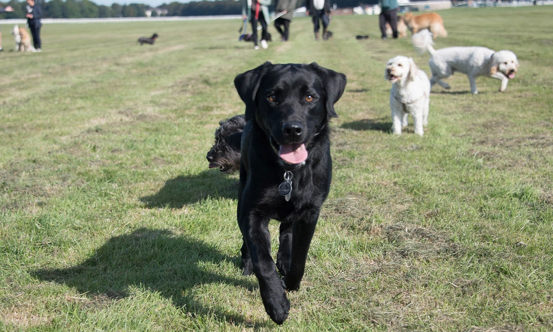 Black Labrador walking through field with dogs and people in the background