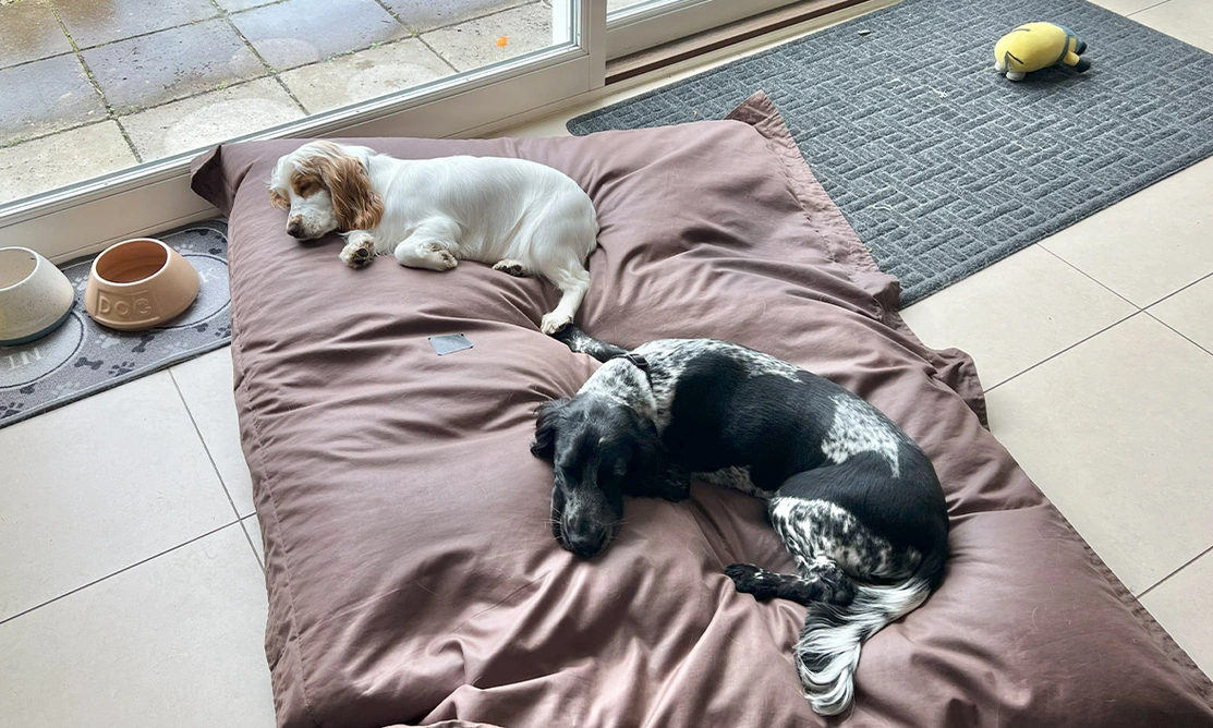 Two spaniels sleeping on bed