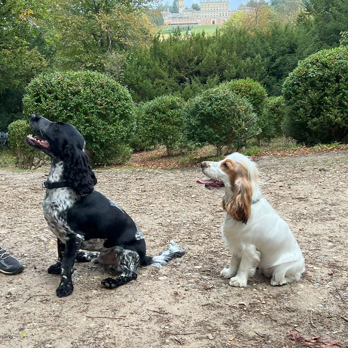 Two spaniels sitting on a countryside path
