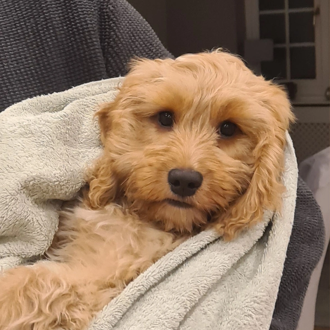 Golden Cockapoo wrapped in towel