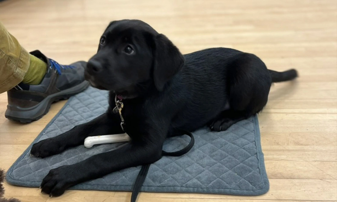 Black Labrador puppy laying down on matt in puppy class