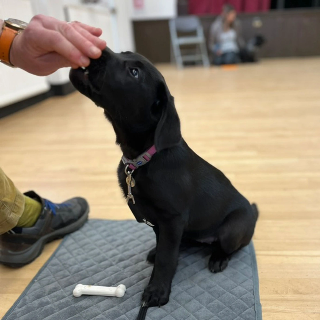 Black Labrador puppy sitting receiving a treat