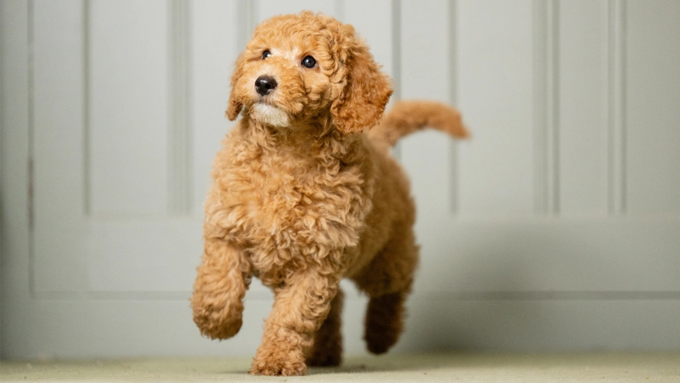 Red Miniature Poodle walking indoors