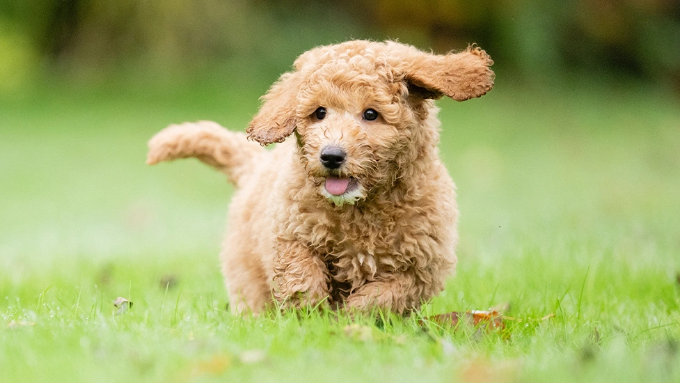 Red Miniature Poodle puppy running through grass