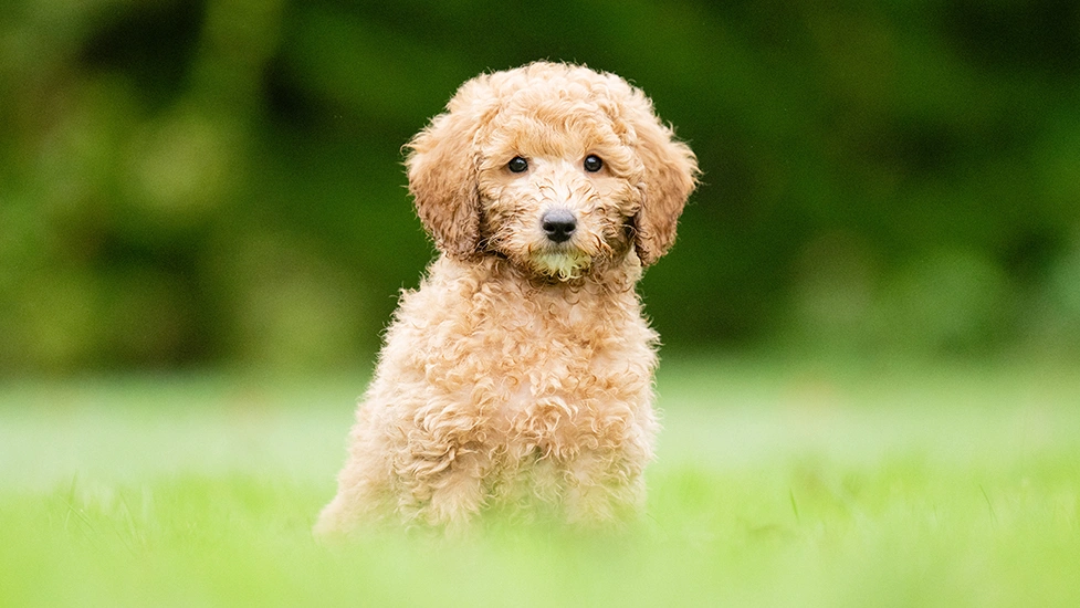 Red Miniature Poodle puppy sitting in grass
