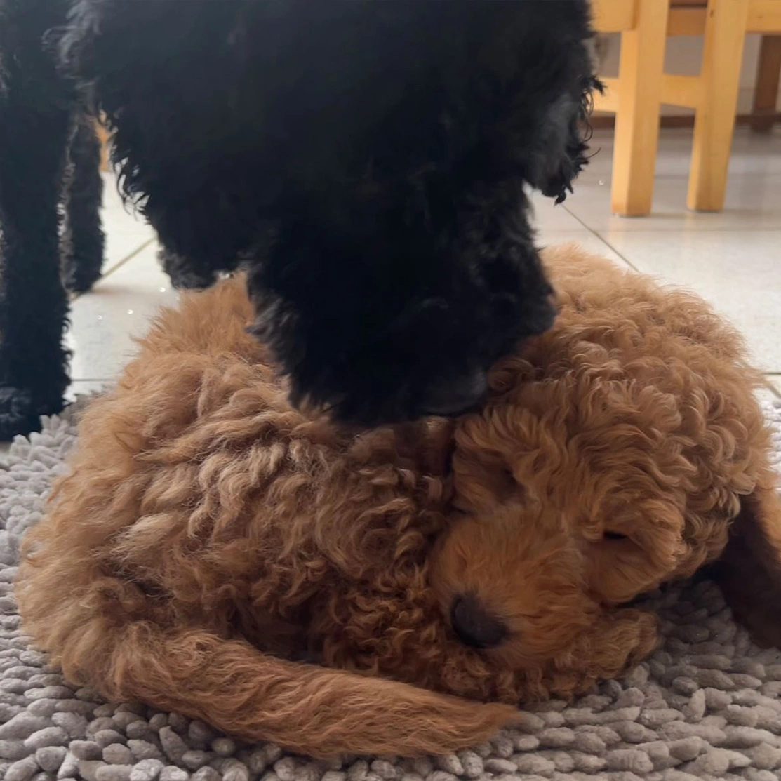Black Cockapoo looking over red Miniature Poodle puppy sleeping
