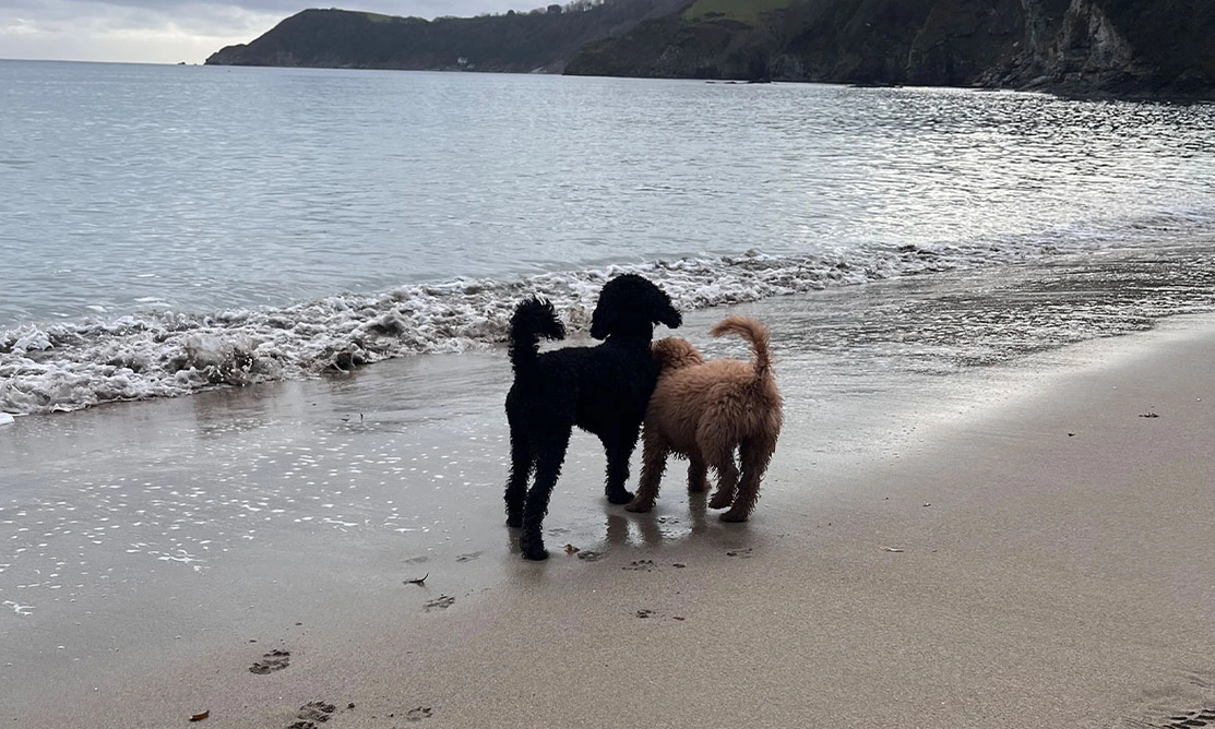 Two dogs at the beach