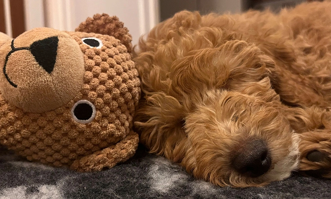 Red Miniature Poodle sleeping next to teddy