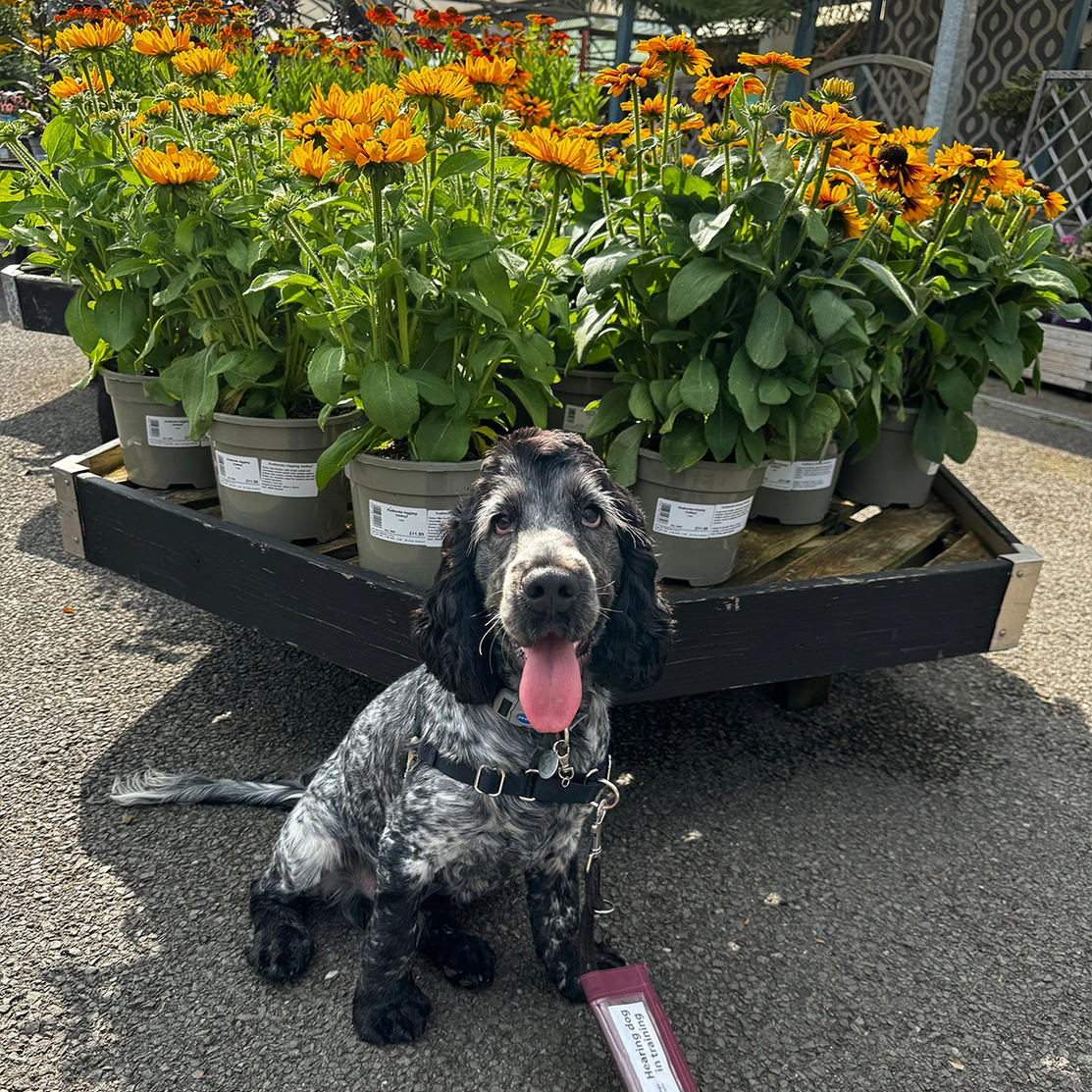 Blue roan spaniel sitting in front of sunflowers
