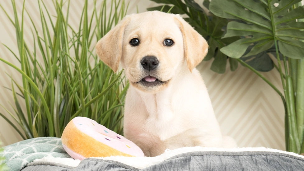 Yellow Labrador puppy sitting in bed with donut toy