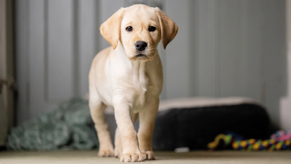 Yellow Labrador puppy standing in living room