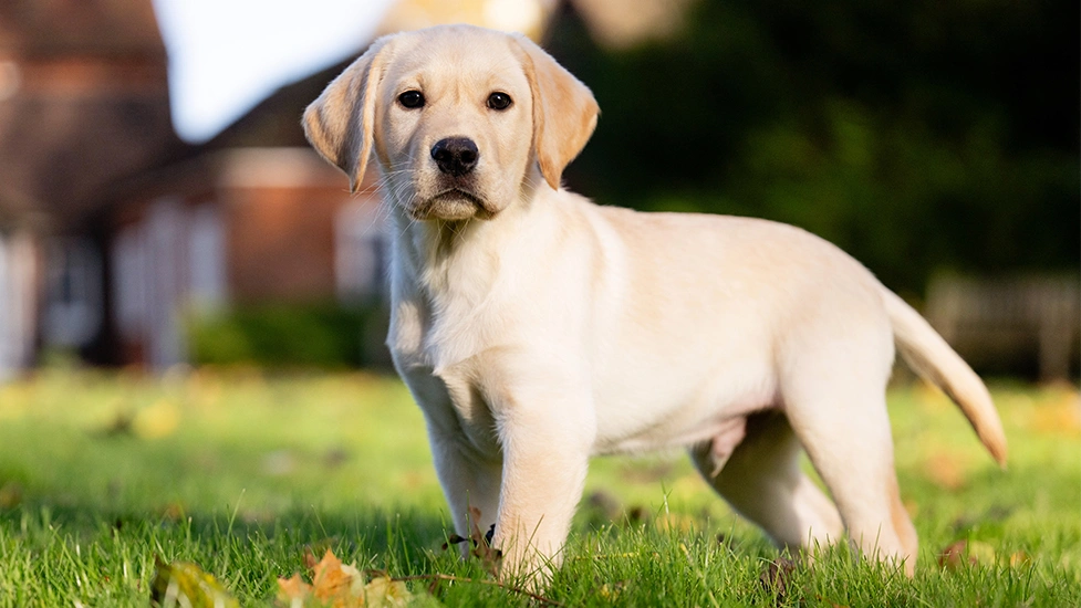 Yellow Labrador standing in grass
