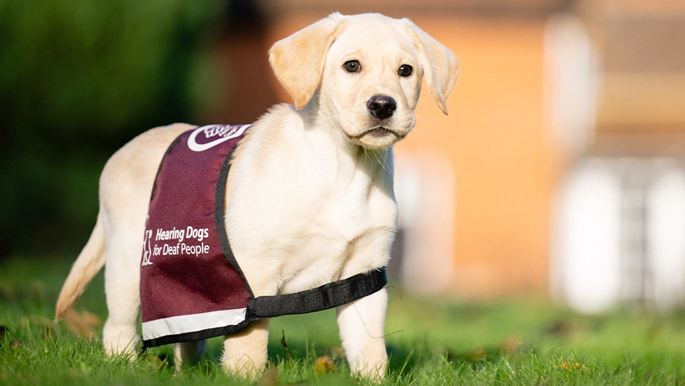 Yellow Labrador puppy standing in qualified jacket